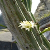 Plants: image 58 Of 62 Thumb